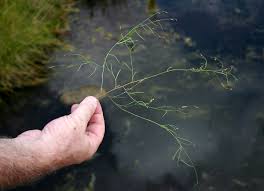 Image result for Crotalaria shirensis