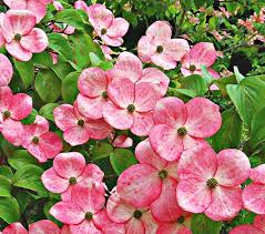 Plant with hydrangea in areas like auburn, citrus heights, elk grove, folsom, rocklin, roseville and sacramento. Cornus Stellar Pink White Flower Farm