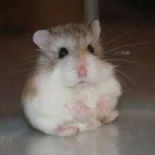 Come check out critter squad's hamster fact sheet, and learn all about these awesome rodents! A Complete Guide To Roborovski Hamsters Pethelpful