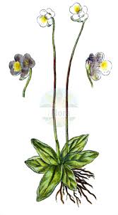 Image result for Lentibulariaceae