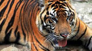 Wisata ternak kandang macan, lokasi wisata di jl. Ternak Di Tawangmangu Diserang Hewan Buas Warga Mengaku Melihat Jejak Kaki Macan Tribun Solo