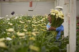 Gerbera Daisies Are Harvested With Meticulous Care At Dramm Echter Americangrown Cagrown Ubloom Drammandechter Gerbera Daisy Gerbera Spray Roses
