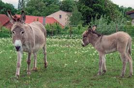 Tubidy.com portal has really been very . Thuringer Waldesel Zoopark Erfurt