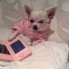 Meme Memes Chihuahua Dog Dogs Dawg Nintendo Glasses Pink Funny Animal Pictures Cute Baby Animals Funny Animal Memes