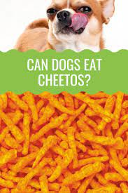 Can Dogs Eat Cheetos Barking Royalty Can Dogs Eat Dog Eating Cheetos