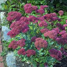 セダム オータムジョイ sedum 'autumn joy' 594円 (税込) [ 通常販売価格 : Fetthenne Sedum Herbstfreude Rot