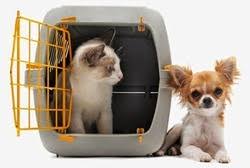 Premium boarding services available if you need time to settle in a new home before receiving your pet. International Pet Relocation Services In Mahipalpur Extension New Delhi Pax Freight Express Private Limited Id 8852593155