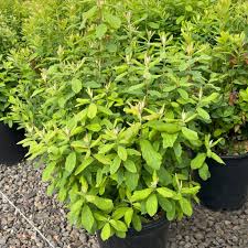 Image result for Spiraea douglasii