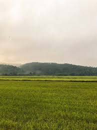 Your sawah padi stock images are ready. Amir Pls On Twitter Chasing Sunrise At Sawah Padi