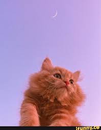 you can t buy fun but you can download it in 2021 cat aesthetic pretty cats cute cat wallpaper