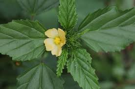 Image result for Malvastrum coromandelianum