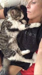 Lost white, grey, and orange cat in Santa Monica area