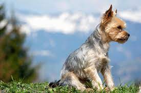 We are almost sure that there is not a single person in the united states over the age of 6 years who do not know how a yorkshire terrier looks like. Top 5 Yorkie Haircut Styles For 2019 The Dog People By Rover Com