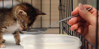 They are dependent on us to give them the best nutrition they need to build tissues. Hand Rearing Kittens International Cat Care