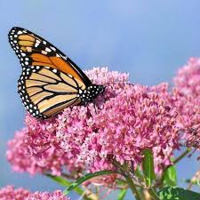 Swamp Milkweed Seeds For Milkweeds That Monarchs Love Swamp Milkweed Milkweed Plant Milkweed Seeds