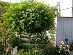 Kugel Robinie Kugelakazie Robinia Pseudoacacia Umbraculifera Garten Und Outdoor Robinie Pflanzen