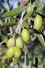 Learn How To Grow Olive Trees In The Home Landscape Gardener S Path Growing Olive Trees How To Grow Olives Olive Plant