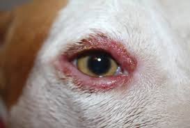 The red is seen in the nearest angle to the nose, or even both eyes in the dog. Observations In Ophthalmology Canine Eyelid Disease