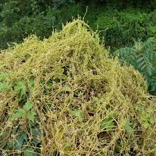 Image result for Cuscuta suaveolens