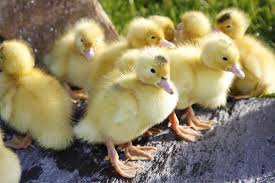 Годування на різних стадіях розвитку