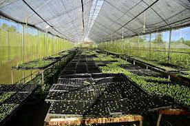 Philippines First Agrotourism Destination Costales Nature Farm Urban Agriculture Farm Outdoor Shade