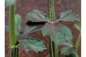 Image result for Cissus crusei