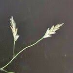 Image result for Eragrostis tenuifolia