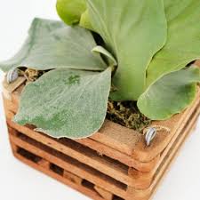 Image result for Platycerium elephantotis