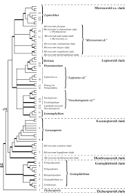 Image result for Microsorum pappei