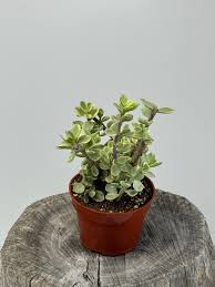 Image result for Portulacaria