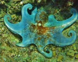 Carribean Reef Octopus Sea Animals Animals Animals Friends