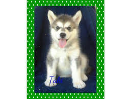Alaskan malamute, california » richmond. Beautiful Akc Alaskan Malamute Puppies For Sale In San Francisco California Classified Americanlisted Com