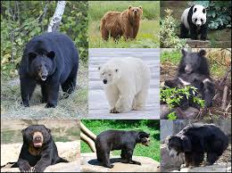Mama bear nurtures, loves, serves, and protects. Bear Wikipedia