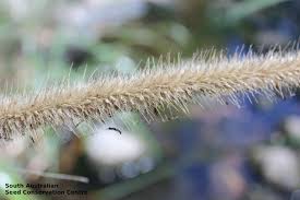 Image result for Cenchrus macrourus