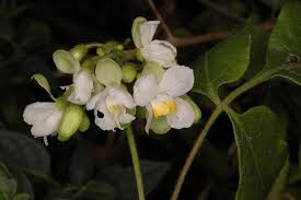 Image result for Cardiospermum grandiflorum