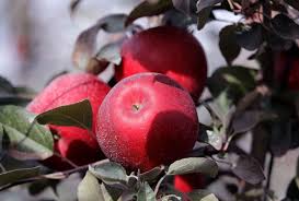 This price won't include the transportation and planting on your property. The Cosmic Crisp Apple Is Not The Future Salon Com