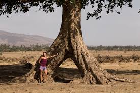 Image result for Obetia tenax