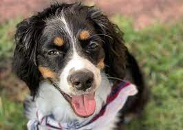 They are a medium to large sized dog with a fairly short coat that sheds seasonally and needs regular brushing. 27 Best Australian Shepherd Mixes Mixed Aussies