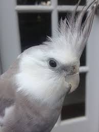 Bird That Sounds Like A Car Alarm Canada This Is My Baby Cockatiel Porche Cockatiel Pet Birds Cockatiel Care