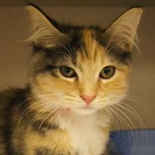 Adopted Cher Is A 4 Month Old Female With Calico Torbie Marking Domestic Medium Hair Kitten Cher Is Beautiful And Friendly She Dogs And Kids Lucky Dogs Cats