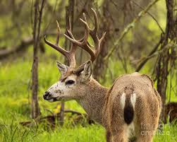 Black And White Pictures Of Whitetail Deer Black Tailed Buck Deer Whitetail Deer Deer Pictures Deer
