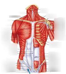 The chest is separated from the abdomen by. Diagram Chest And Abdomen Muscles Diagram Quizlet