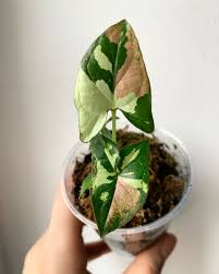 Syngonium Red Spot Plants House Plants Decor Indoor Plants