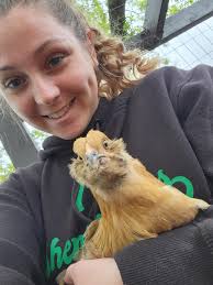 Photogenic chickens and their owners sharing pictures and experiences