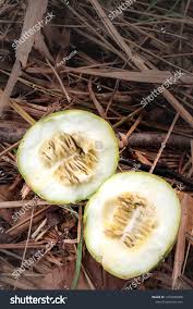 Image result for Lagenaria sphaerica