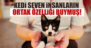 Kedi Seven Insanlarin Ortak Ozelligi Buymus Kadin Haberleri