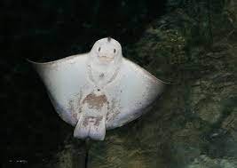Stingray boats, hartsville, south carolina. Stingray Envenoming Litfl Clinical Case Tox Conundrum