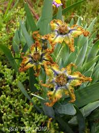 Image result for Ferraria