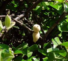 Image result for Erianthemum dregei