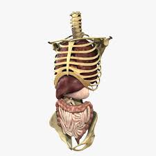 The torso holds the body's major internal organs except for the brain. Human Torso Anatomy 3d Model